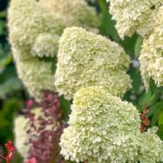 Hortenzia metlinatá (Hydrangea paniculata) ´LITTLE SPOOKY®´ - výška 30-40 cm, kont. C1,5L
